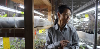 A woman stands next to seedlings on shelves.