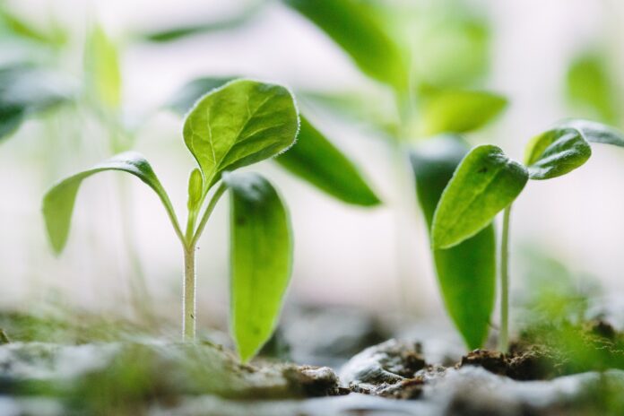 Photo by Francesco Gallarotti green plants on soil