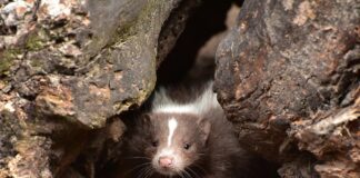 skunk