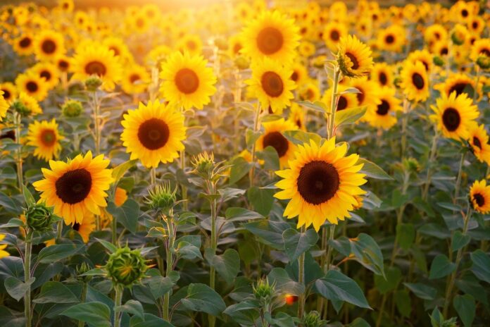 sunflowers sunflowers