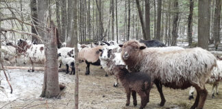 ewes and lambs