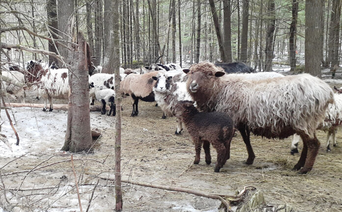 tarmamarch2022column ewes and lambs