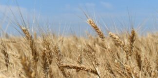 wheat