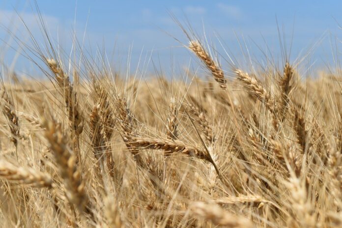 wheat wheat