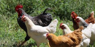 white and brown chicken on green grass during daytime