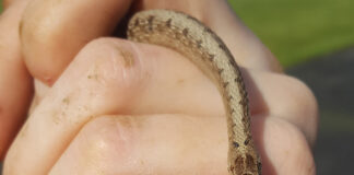 brownsnake