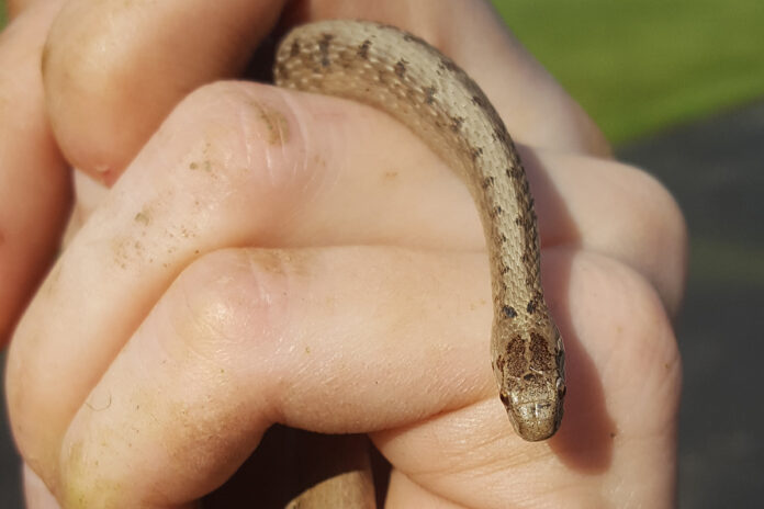 brownsnake brownsnake