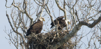 bald eagles