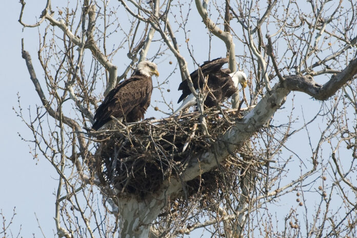 bald eagles bald eagles