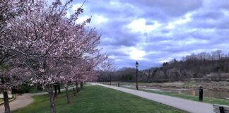 cherry trees