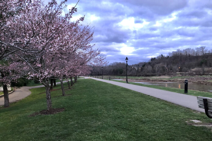 cherry trees cherry trees