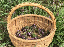 Purple dead nettle