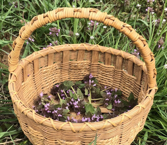 Purple dead nettle
