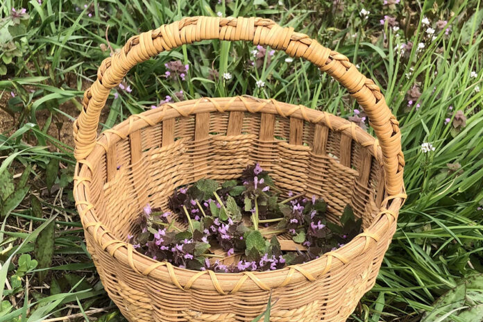 Purple dead nettle Purple dead nettle