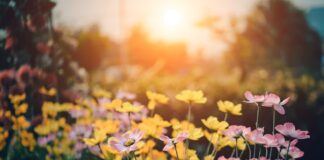 flowers and sun