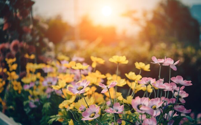 flowers and sun flowers and sun