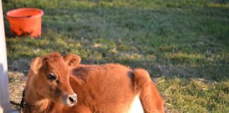 calf