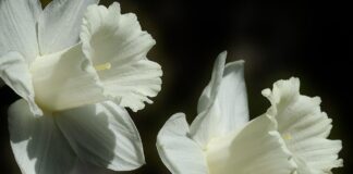 daffodil