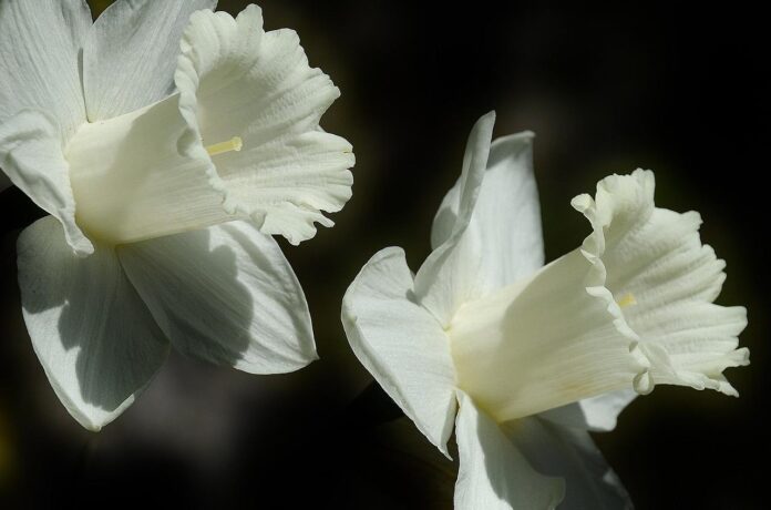 daffodil daffodil
