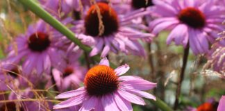 echinacea flowers