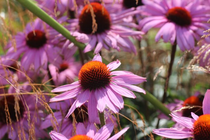 echinacea flowers echinacea flowers