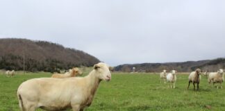 A sheep stands broadside to the camera in a pasture with other sheep in the background