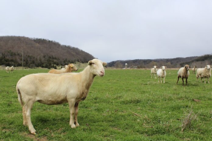 sheep west virgnia A sheep stands broadside to the camera in a pasture with other sheep in the background