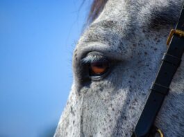 horse