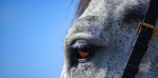 horse
