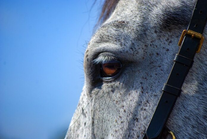 horse horse