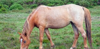 horse