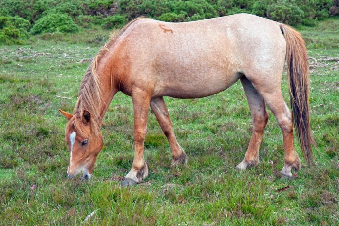 horse horse