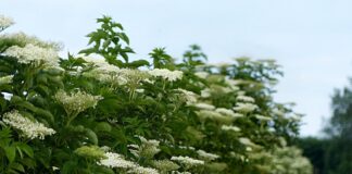 Elderberry bushes