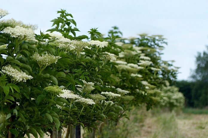 Elderberry bushes Elderberry bushes