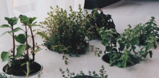 herbs