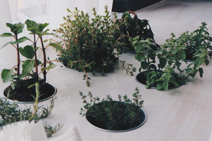 herbs herbs