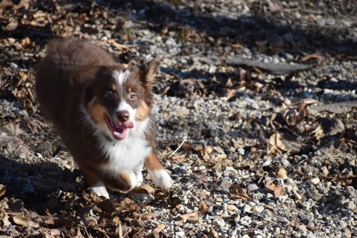 puppy puppy