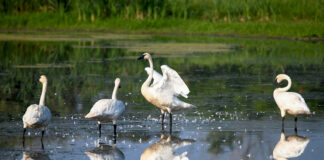 trumpeter swans