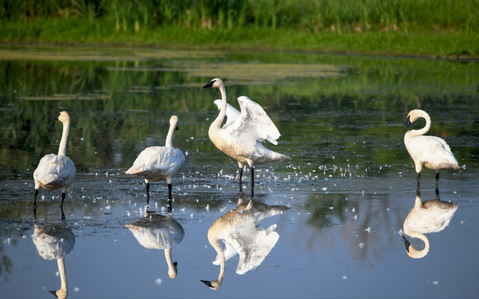trumpeter swans trumpeter swans