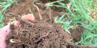 healthy soil