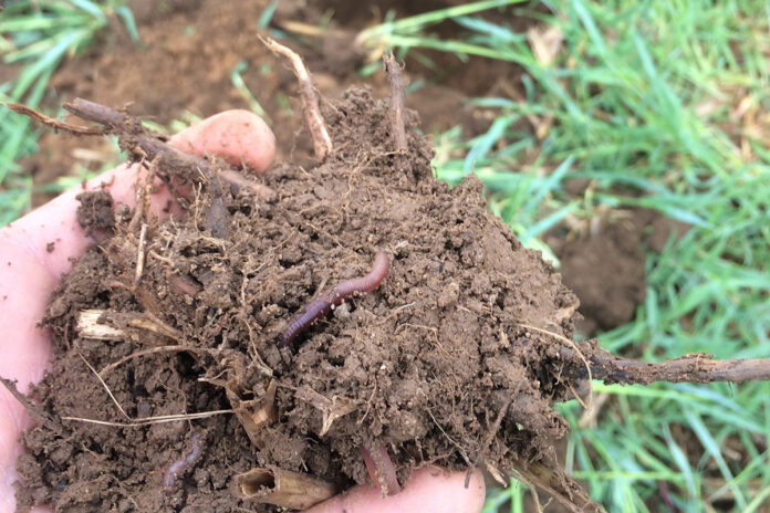 healthy soil healthy soil