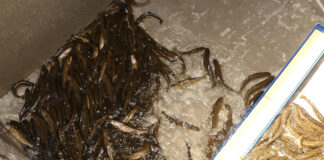 Lake trout fingerlings