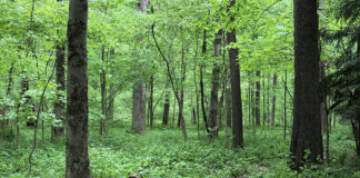 Hellbender Bluff Park