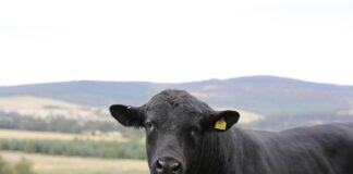 angus bull