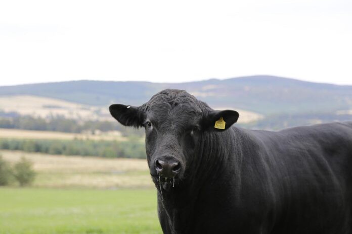 angus bull angus bull