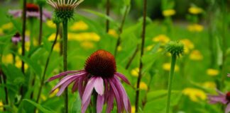 coneflower