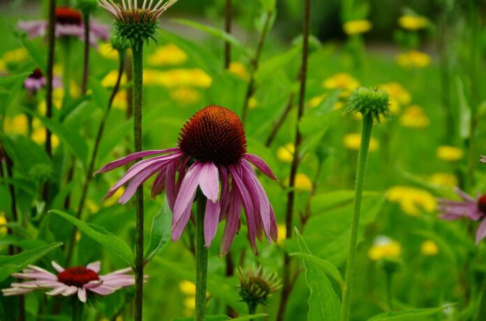 coneflower coneflower