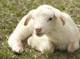 lamb