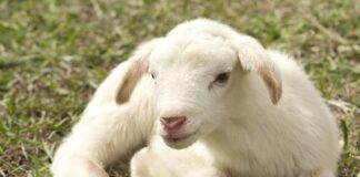 lamb