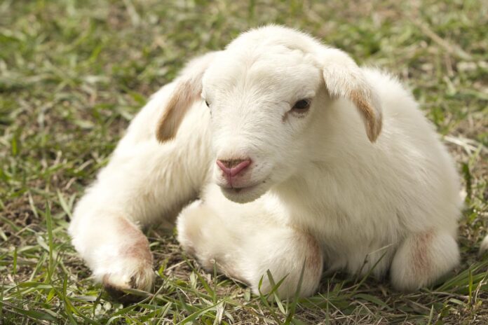 lamb lamb